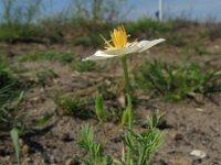 Eschscholzia californica 1, Slaapmutsje, Saxifraga-Rutger Barendse